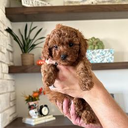 Autumn - Red female Cavapoo puppy in Sugar City, Idaho from Taylor's Cavapoos