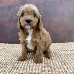 Cosmo - Red male Cavapoo puppy in Beresford, South Dakota from DAKOTA DOOD RANCH
