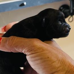 Prada - Black female Pomeranian puppy in Tucson, Arizona from Kristy's Pomeranians