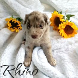 Australian Shepherd and Miniature Australian Shepherd Puppies from Southern Blessed Farm