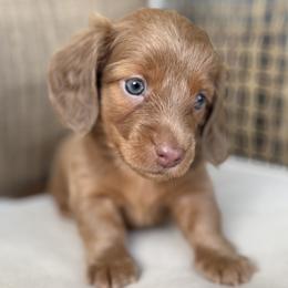 Praline - Fawn (isabella) and tan female Dachshund puppy in Bentonville, Arkansas from Boujee Buns Dachshunds