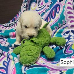 Sophie Girl 5 - Light golden female Golden Retriever puppy in Niles, Michigan from Composer Goldens