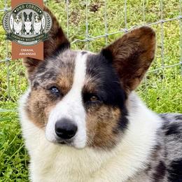 Bodie - Cardigan Welsh Corgi