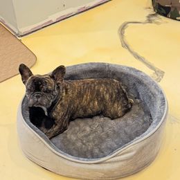 Vida - French Bulldog