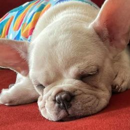 French Bulldogs from Precious Paw’s Breeding and Kennel