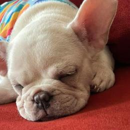 French Bulldogs from Precious Paw’s Breeding and Kennel