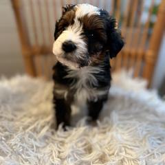 Aussiedoodle, Bernedoodle, and Goldendoodle Puppies from Flat Rock Doodles LLC