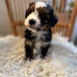 Aussiedoodle, Bernedoodle, and Goldendoodle Puppies from Flat Rock Doodles LLC