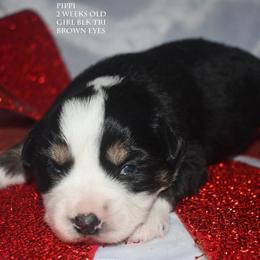 Pippi - Black tri female Miniature Australian Shepherd puppy in Patterson, North Carolina from DreamLine Aussies