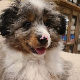 Australian Shepherds from Cottontown Aussies