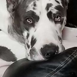 PROPHET - Great Dane