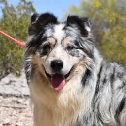 Ryder - Australian Shepherd