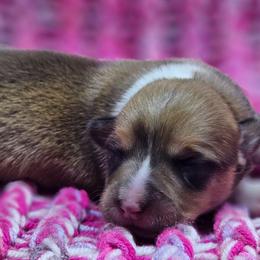 Sunny - Red female Pembroke Welsh Corgi puppy in Washington from Castle View Royal Rumps