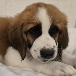 Girl 5 - Brown and white female Saint Berdoodle puppy in Menifee, California from Royal Saint Bernards