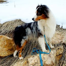 Riggs - Australian Shepherd