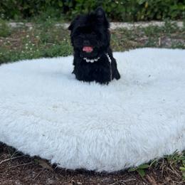Midnight Black - Black and tan male Yorkshire Terrier puppy in Florida from Moon Ranch Puppies