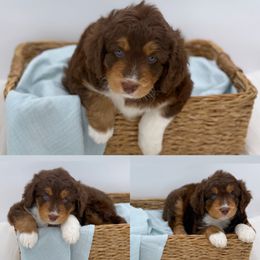 Aussiedoodle Puppies from Silva Ranch Doodles