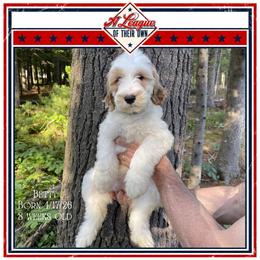 Betty - Parti female Goldendoodle puppy in North Conway, New Hampshire from Arbor Grace Doodles