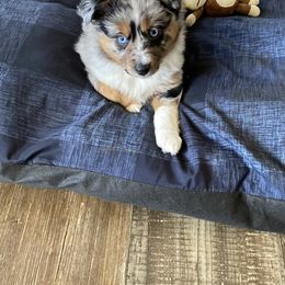 Miniature Australian Shepherd and Toy Australian Shepherd Puppies from Rye Hill Aussies