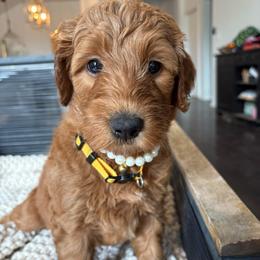 Gold - Red  female Goldendoodle puppy in Buda, Texas from Anita’s Doodles