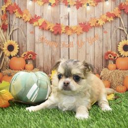 Ginger - AKC - Red female Chihuahua puppy in Bulls Gap, Tennessee from Smokey Mountain Chihuahuas