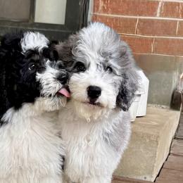 Australian Mountain Doodles, Bernedoodles, and Double Doodles from Jeanie’s Doodles