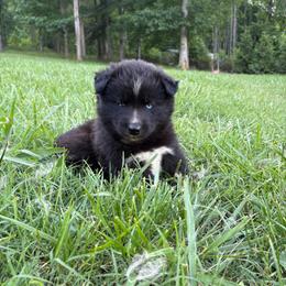 Boy 1 - Black male Siberian Husky puppy in Jonesborough, Tennessee from Dry Creek Siberians