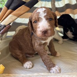 Apricot abstract boy brown nose - Apricot Labradoodle puppy in Pollock Pines, California from Goindoodles