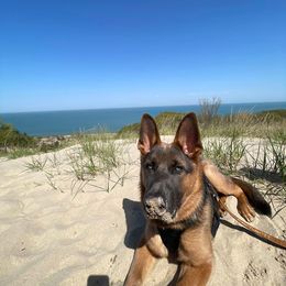 German Shepherd All Grown Up from M&M Shepherd Farms