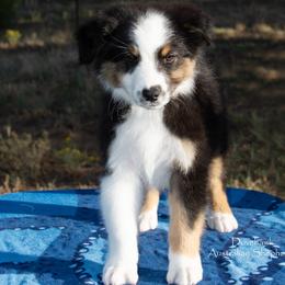 Tenor - Black tri-color male Australian Shepherd puppy in Tijeras, New Mexico from Dovehawk Australian Shepherds