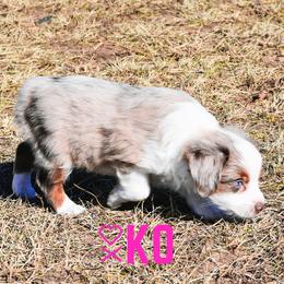 Miniature Australian Shepherd Puppies from Knockout Aussies