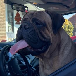 Pearl - Bullmastiff