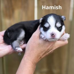 Hamish - Black and white male Pomsky puppy in Fredericksburg, Virginia from Purely Pomskies