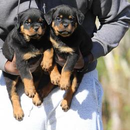 Rottweiler Puppies from Macht Haus Rottweilers