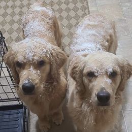 Golden Retriever Puppies from Goldminer Goldens
