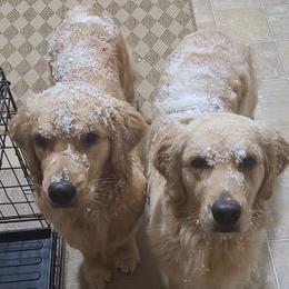 Golden Retriever Puppies from Goldminer Goldens