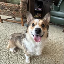 Duchess - Pembroke Welsh Corgi