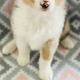 Australian Shepherd Puppies from Jo’s Aussies