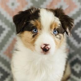 Australian Shepherd Puppies from Jo’s Aussies