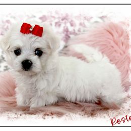 Rosie - White female Maltese puppy in Umatilla, Oregon from Rockin Rivers AKC Maltese & Malshi's