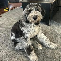 Bernedoodle and Goldendoodle Puppies from A.N.A. Doodles