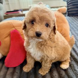 Mrs. Beaver - Apricot female Goldendoodle puppy in Pensacola, Florida from Goldendoodles Love You in Pensacola Friend Edition