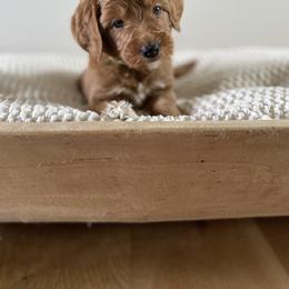 Bernedoodle, Goldendoodle, and Poodle Puppies from Central Valley Canine Companions