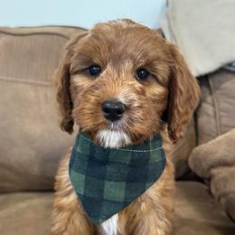 Copper - Red male Australian Labradoodle puppy in Harrisonville, Missouri from Blessed Day Doodles