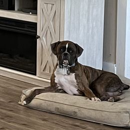 Boxer All Grown Up from Sunshine Boxers 95988