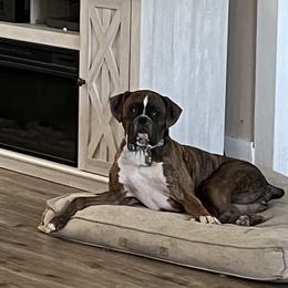 Boxer All Grown Up from Sunshine Boxers 95988