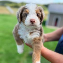 Applejack - Chocolate merle male Bernedoodle puppy in Dundee, Ohio from Down Home Doodle
