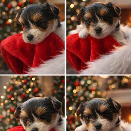 Yorkshire Terrier puppies from Gonzalo Yorkies