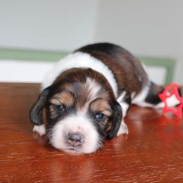 Maggie rose - Piebald female Dachshund puppy in Pope, Mississippi from Anna’s Mini Doxies