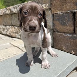 German Shorthaired Pointer Puppies from Chris's GSPs